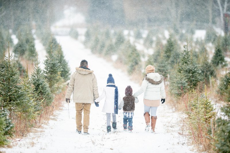 A family of four holding hands, seen from behind, walking through a snowy row of evergreen trees